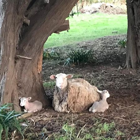 Langleys Port Campbell Hobby Farm Apartment Bagian luar foto