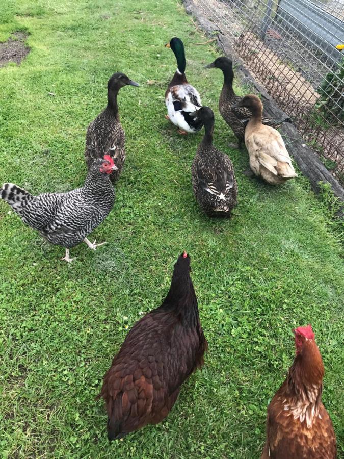 Langleys Port Campbell Hobby Farm Apartment Bagian luar foto