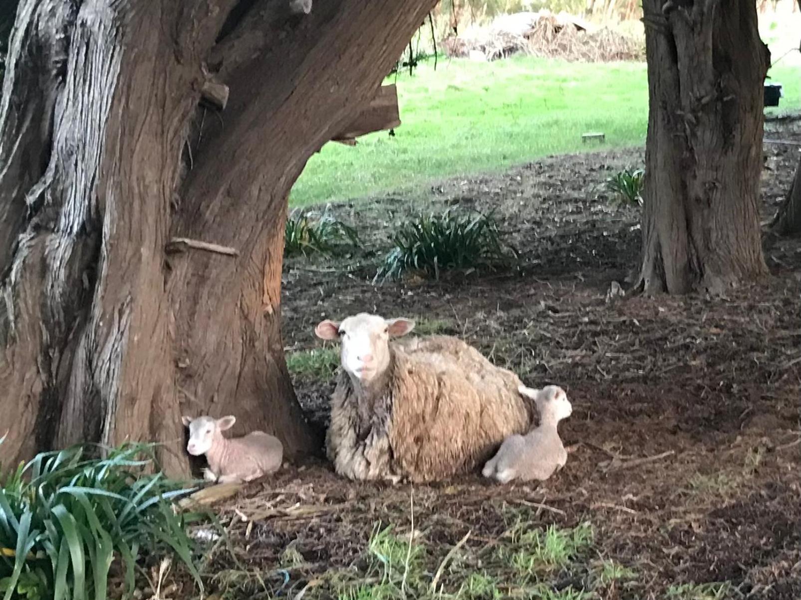 Langleys Port Campbell Hobby Farm Apartment Bagian luar foto